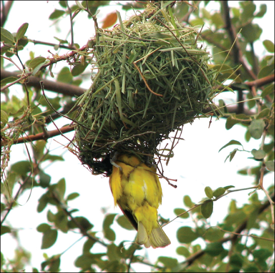 Yellow bird building a nest in a tree.