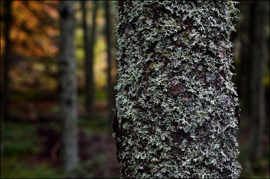 Photo (b) shows a tree covered with lichen.