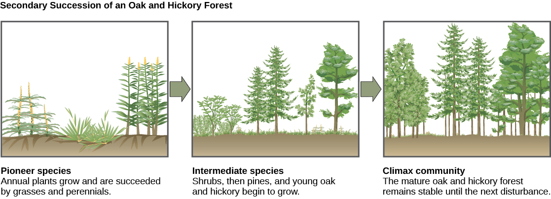 Secondary succession of an oak and hickory forest. 