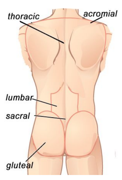 Body Regions Labeling 2.png