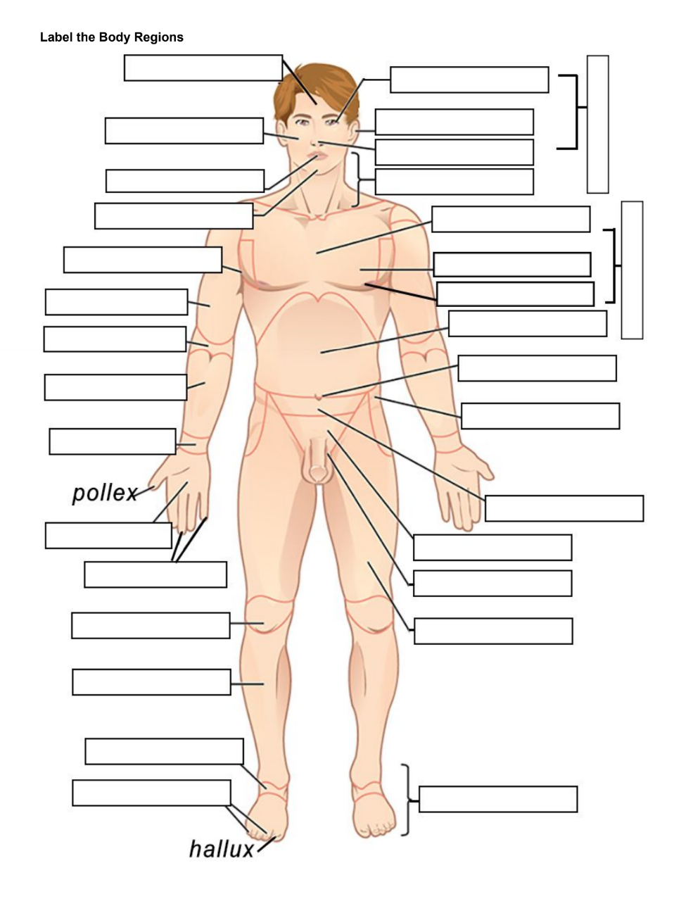 Body Regions Labeling 1.png