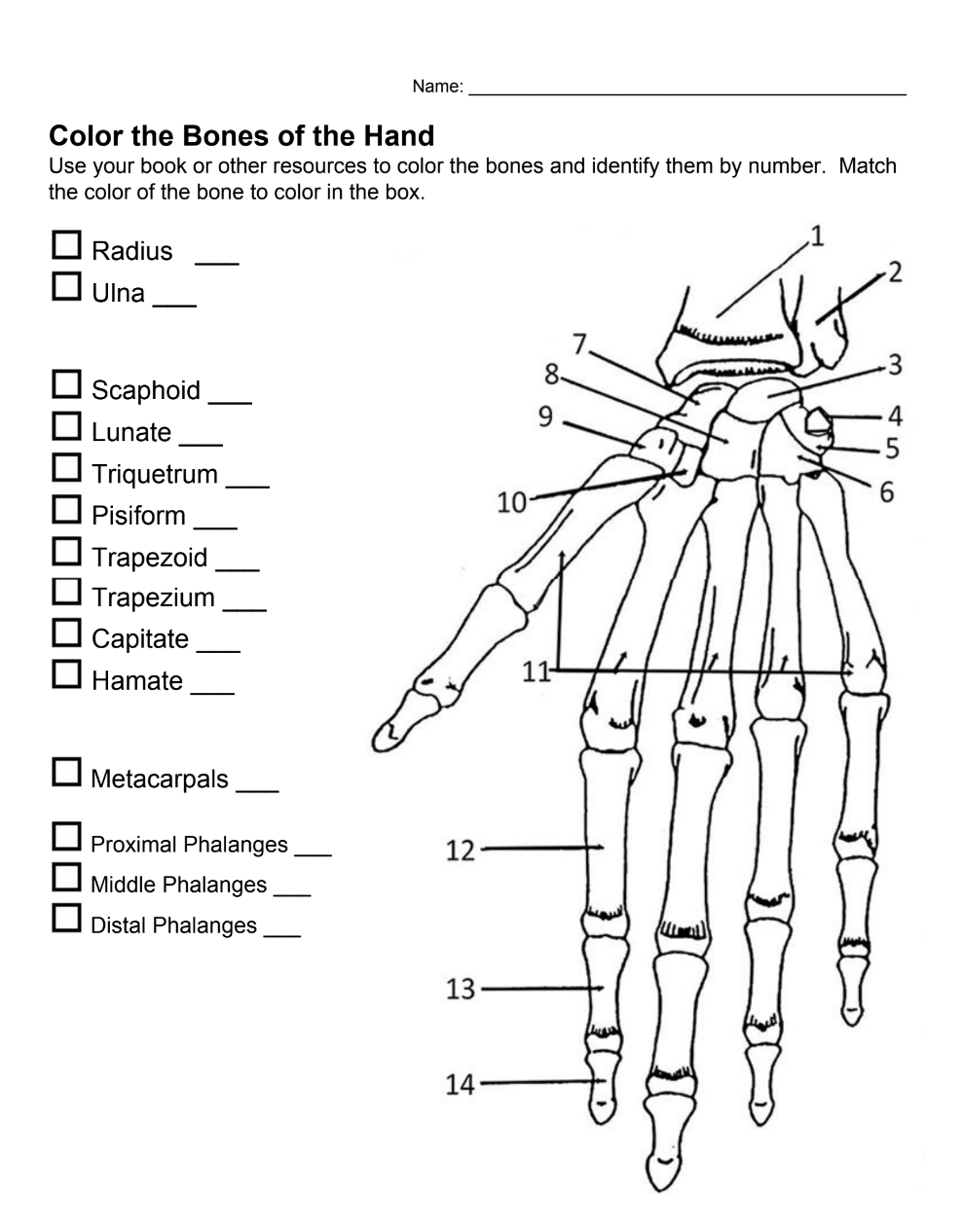 Color the Bones of the Hand.png