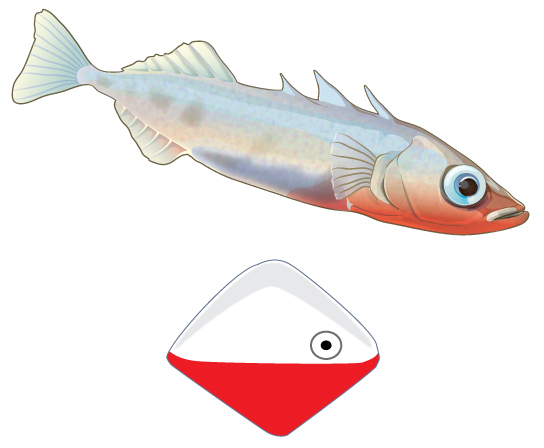 Photo shows a white fish with a reddish bottom on top. Below the fish is a diamond-shaped object that resembles a fishing lure; it is white on the top and red on the bottom, with an eye at the front.