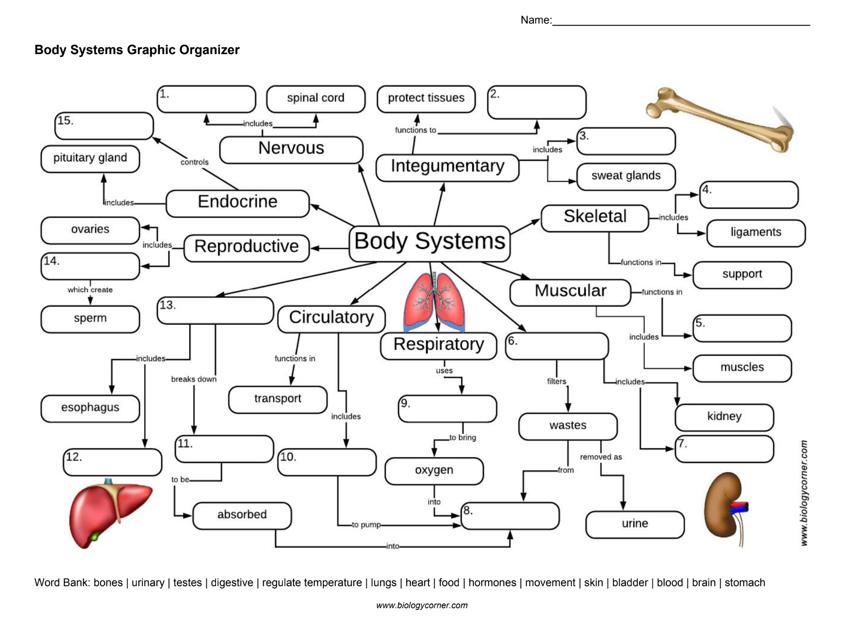 Body Systems Graphic Organizer.png