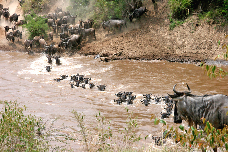 Photo shows a heard of wildebeests crossing a river.