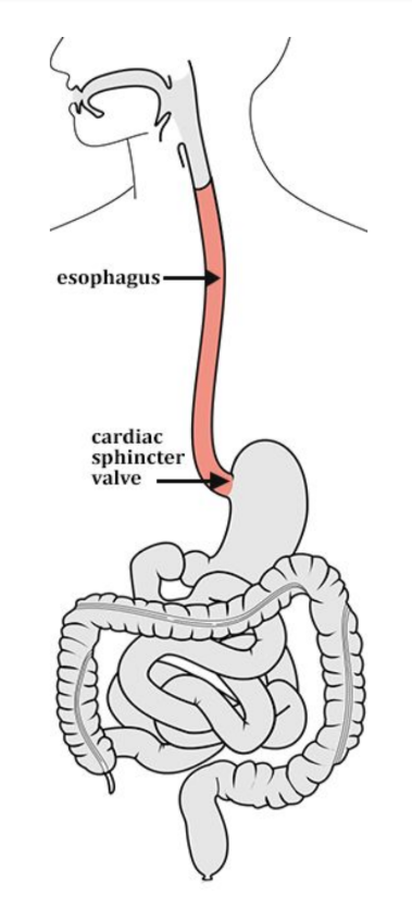esophagus.png