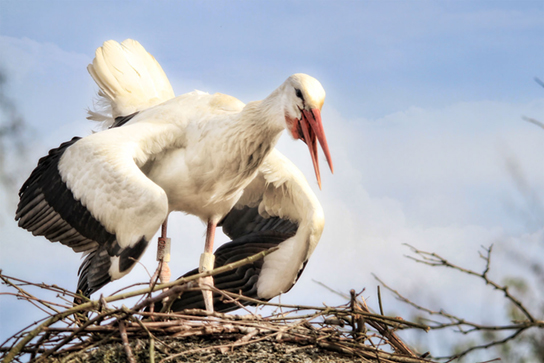 La photo montre une cigogne assise sur un nid, battant des ailes.