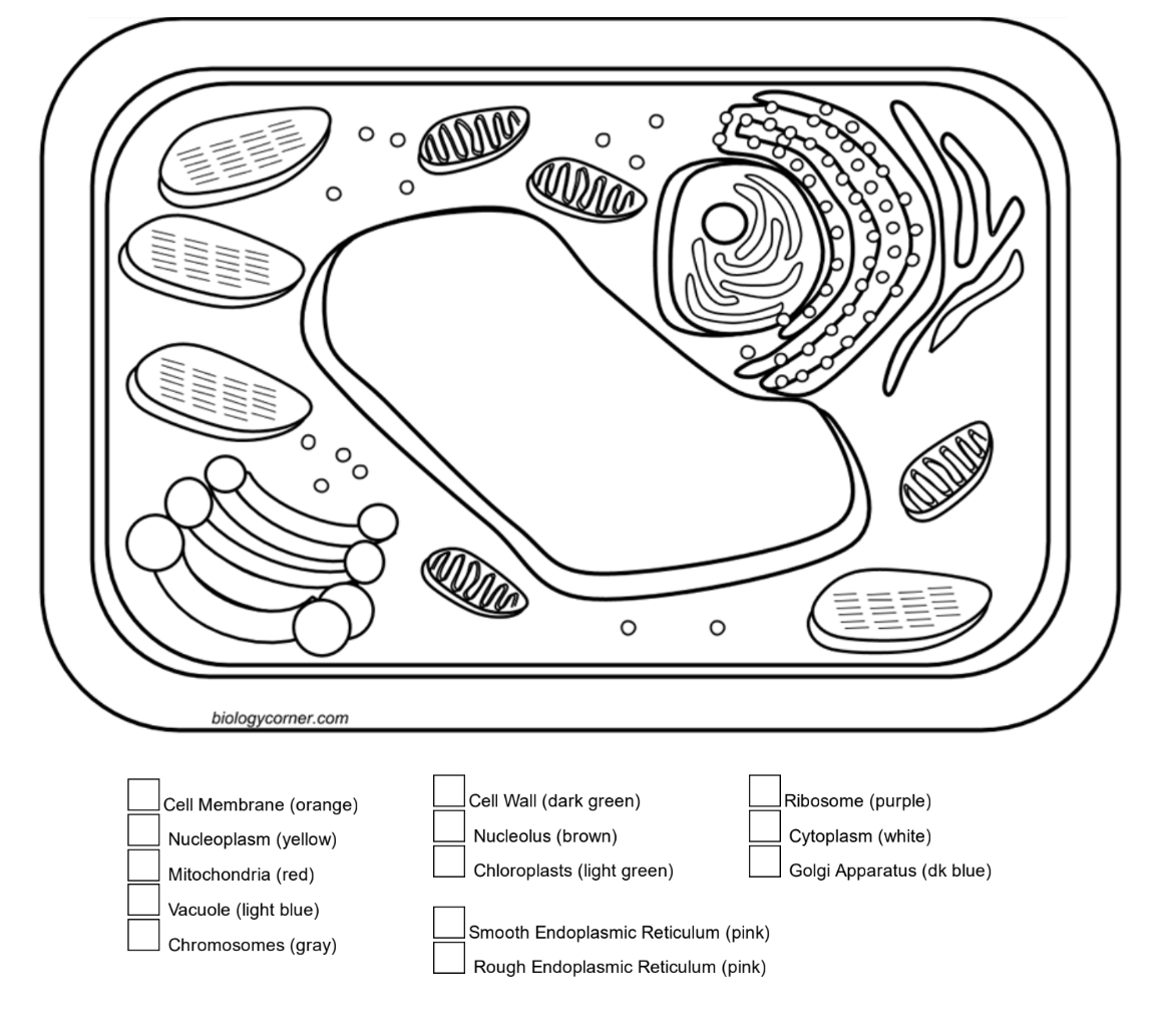 Plant Cell Coloring.png