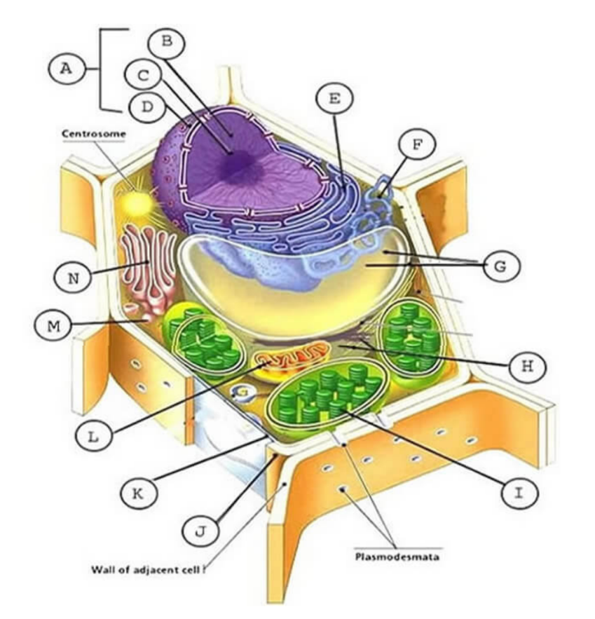 plant cell.png