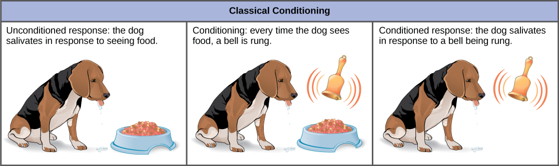 Na resposta incondicionada, um cão saliva em resposta ao ver comida. O cão é então condicionado pelo toque de uma campainha toda vez que vê comida. Após o condicionamento, o cão saliva em resposta à campainha, mesmo que não haja comida. Isso é chamado de resposta condicionada.