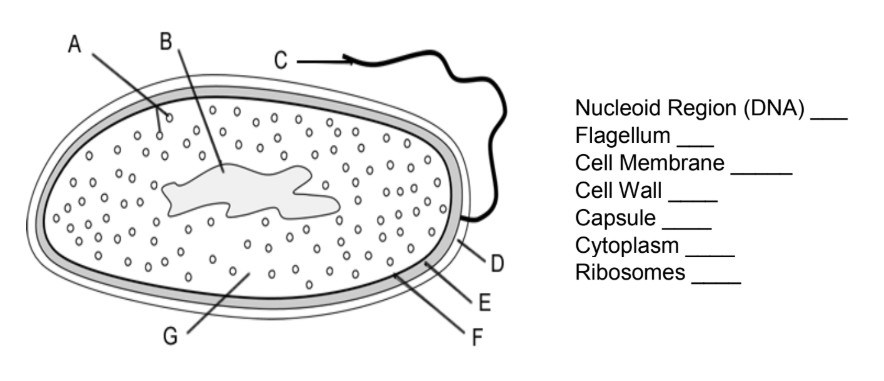 Different types of cells 1.png