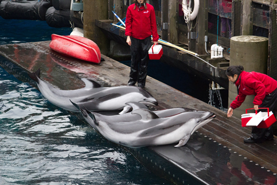 A foto mostra golfinhos deitados na beira do aquário, sendo alimentados com peixes por seus treinadores.