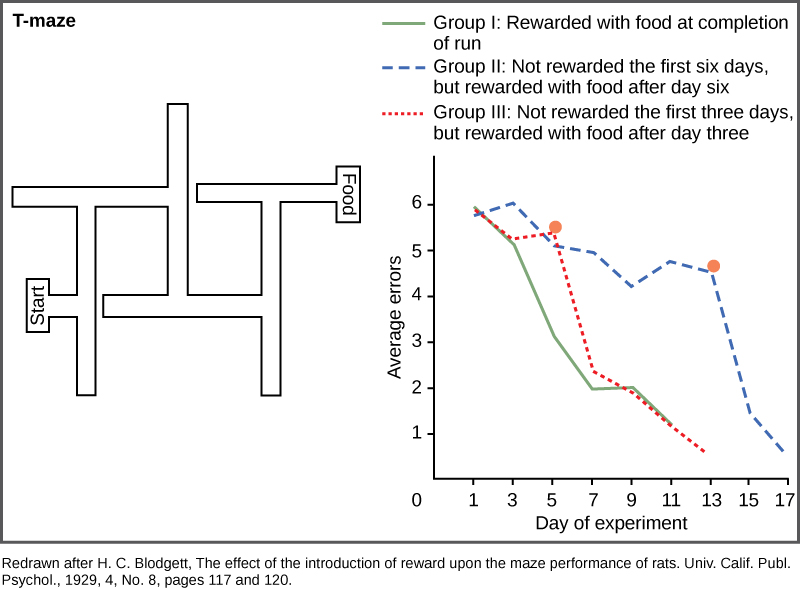 A diagram shows a rat maze that has several turns and dead ends. Next to this maze is a graph showing the average error of the rats navigating the maze plotted versus the day of the experiment. Rats that are rewarded at the end of each run learn the maze quickly, and the number of errors they make in navigating the maze rapidly drops from six on day one to one on day eleven. Rats that are not rewarded on the first three days but are rewarded after day three learn the maze slowly at first, but quickly after the reward is present. Rats that are not rewarded on the first six days but are rewarded after day six gradually reduce the number of errors over the first three days, but rapidly reduce their errors after an award is present.