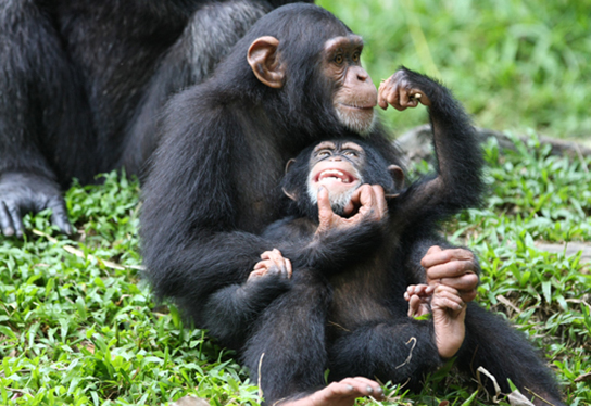 A foto (c) mostra chimpanzés.