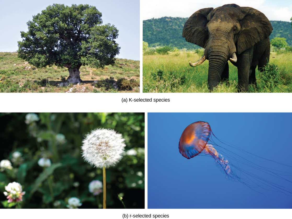 La Parte A, especie seleccionada por K, muestra fotos de un roble y un elefante. La Parte B, especie seleccionada por r, muestra fotos de un diente de león y una medusa.