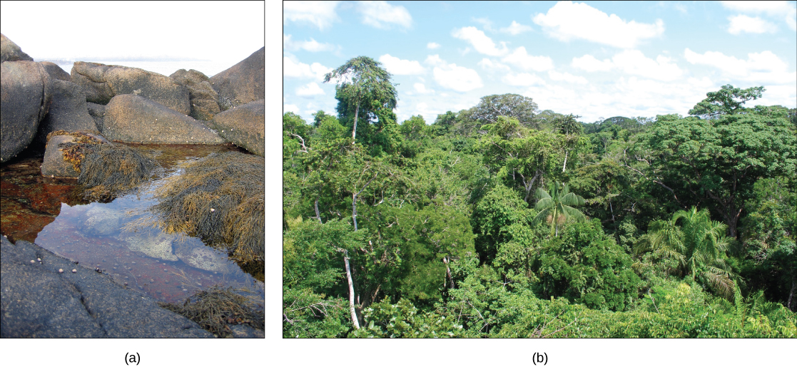 A foto à esquerda mostra uma piscina de maré rochosa com algas marinhas e caracóis. A foto à direita mostra a floresta amazônica.