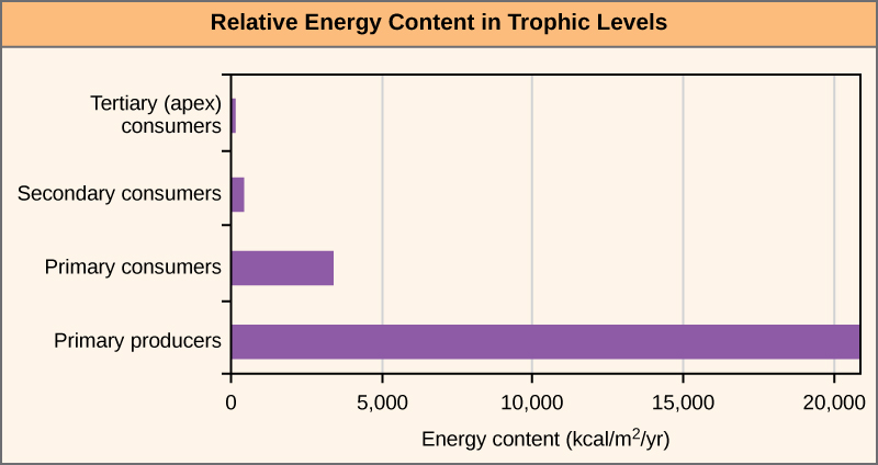 O gráfico mostra o conteúdo de energia em diferentes níveis tróficos. O conteúdo energético dos produtores primários é superior a 20.000 quilocalorias por metro quadrado por ano. O conteúdo energético dos consumidores primários é muito menor, cerca de 3.400 quilocalorias por metro quadrado por ano. O conteúdo energético dos consumidores secundários é de 383 quilocalorias por metro quadrado por ano, e o conteúdo energético dos consumidores terciários é de apenas 21 quilocalorias por metro quadrado por ano.