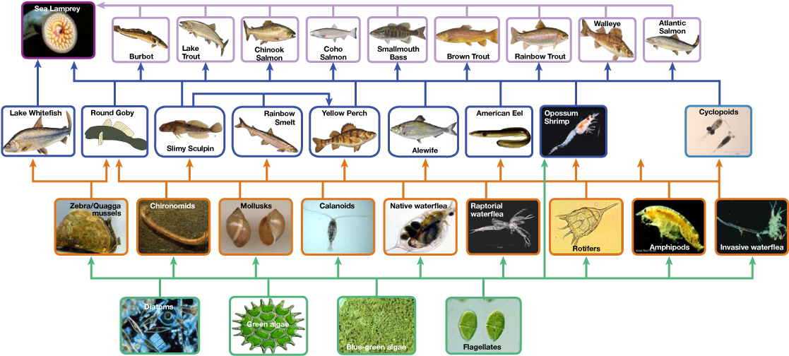 O nível inferior da ilustração mostra produtores primários, que incluem diatomáceas, algas verdes, algas verde-azuladas, flagelados e rotíferos. O próximo nível inclui os principais consumidores que comem produtores primários. Isso inclui calanoides, pulgas d'água e ciclopoides, rotíferos e anfípodes. O camarão também come produtores primários. Os consumidores primários, por sua vez, são consumidos por consumidores secundários, que normalmente são peixes pequenos. Os peixes pequenos são comidos por peixes maiores, terciários ou consumidores de ponta. O poleiro amarelo, um consumidor secundário, come peixes pequenos dentro de seu próprio nível trófico. Todos os peixes são comidos pela lampreia marinha. Assim, a teia alimentar é complexa com camadas entrelaçadas.