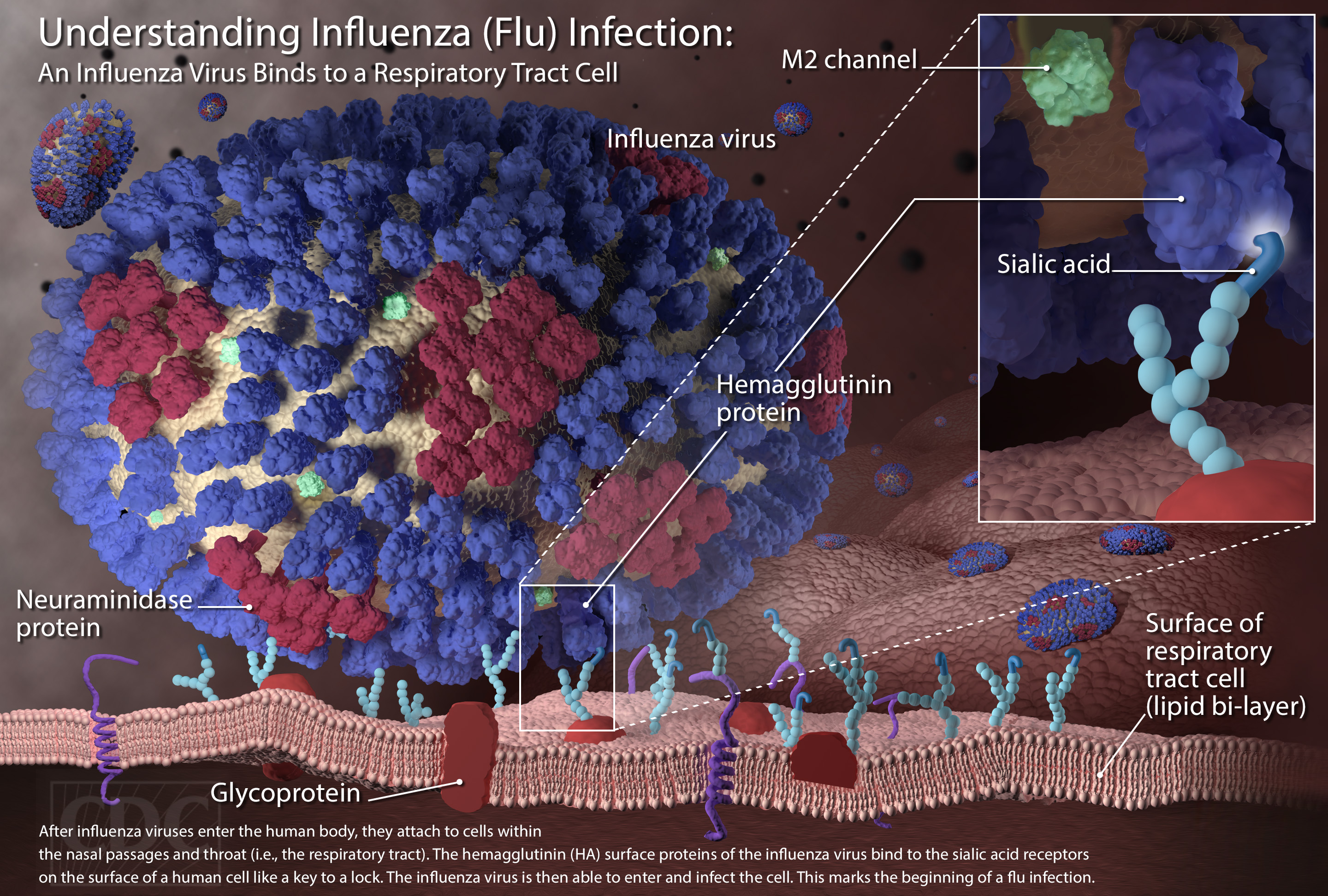 influenza-virus-fulltext.jpg