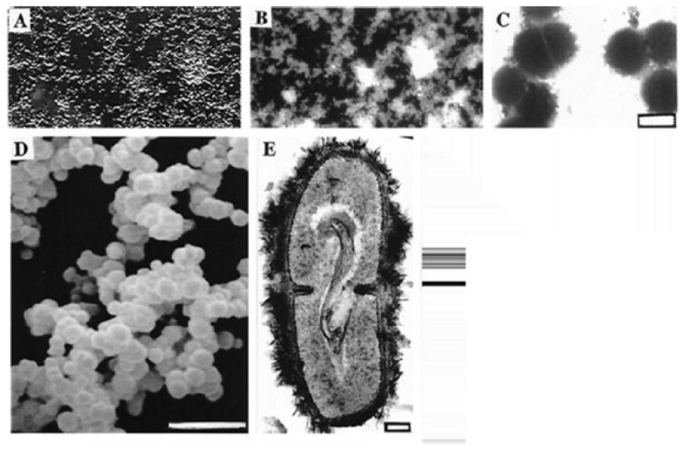 nanobacteria 1.png