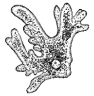 cell structure 2.png