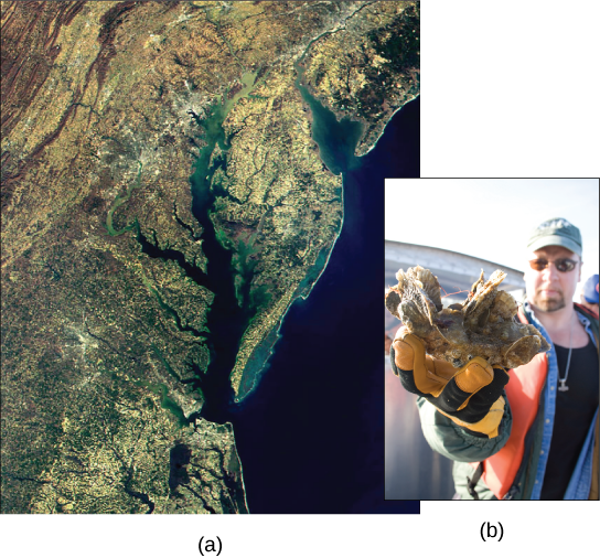 Vista aérea de la bahía de Chesapeake (a). Un hombre que sostiene un grupo de ostras (b).