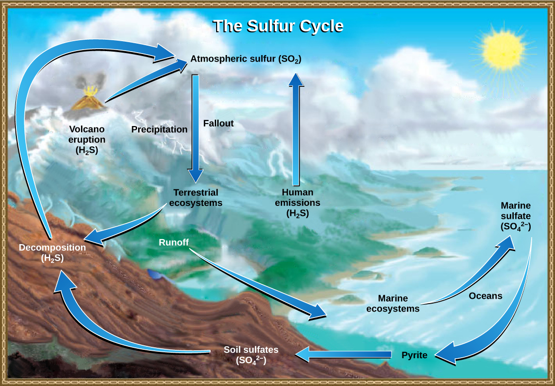 Esta ilustración muestra el ciclo del azufre. El azufre ingresa a la atmósfera como dióxido de azufre (SO2) a través de emisiones humanas, descomposición de H2S y erupciones volcánicas. Las precipitaciones y las consecuencias de la atmósfera devuelven el azufre a la Tierra, donde ingresa a los ecosistemas terrestres. El azufre ingresa a los océanos a través de la escorrentía, donde se incorpora a los ecosistemas marinos. Algo de azufre marino se convierte en pirita, la cual queda atrapada en los sedimentos. Si se produce afloramiento, la pirita ingresa al suelo y se convierte en sulfatos del suelo.