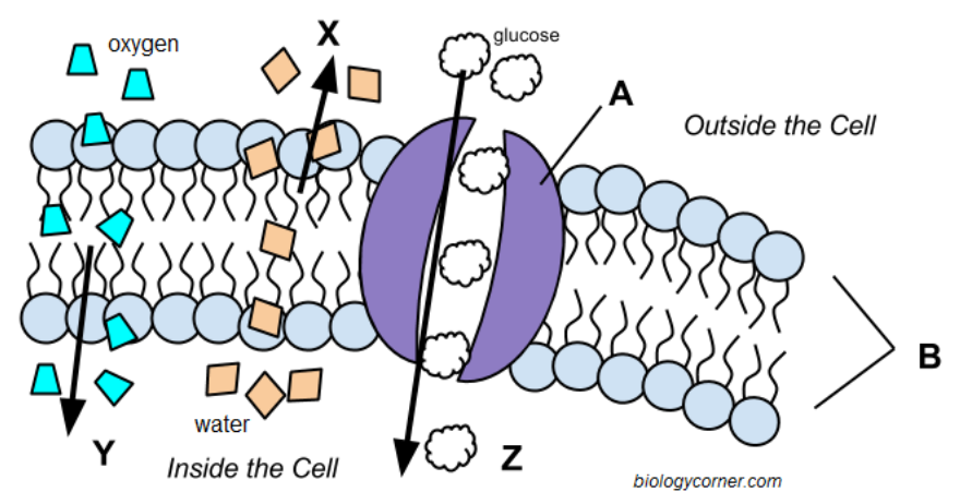 cell membrane and transport.png