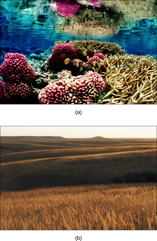 照片 a 显示的是珊瑚礁。 有些珊瑚呈叶状，有凹凸不平的粉红色突起，而另一部分珊瑚有长而细长的米色树枝。 鱼在珊瑚中游泳。 照片 b 显示了一片连绵起伏的草原，就眼睛所见，只有高大的棕色草丛。