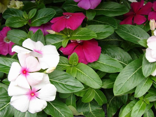 照片显示白色和粉色长春花花。 每朵花有五个三角花瓣，花瓣的狭窄末端在花的中心交汇。 成对的蜡质椭圆形叶子在单独的茎上彼此垂直生长。