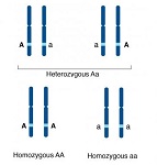 mindtouch.page#thumbnail