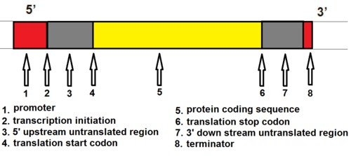 gene regions