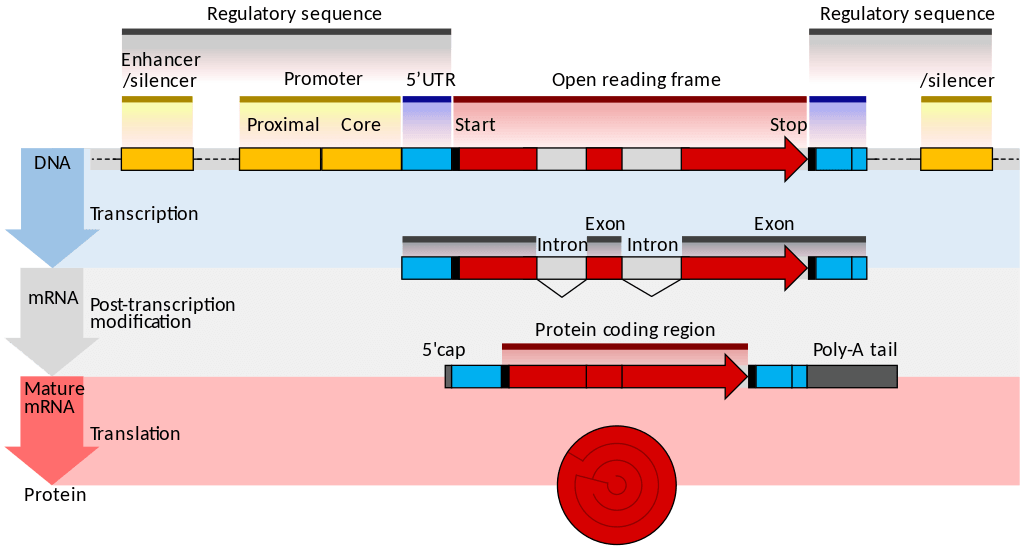 Transcription translation; mRNA to protein