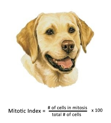 mitosis investigation 4.png
