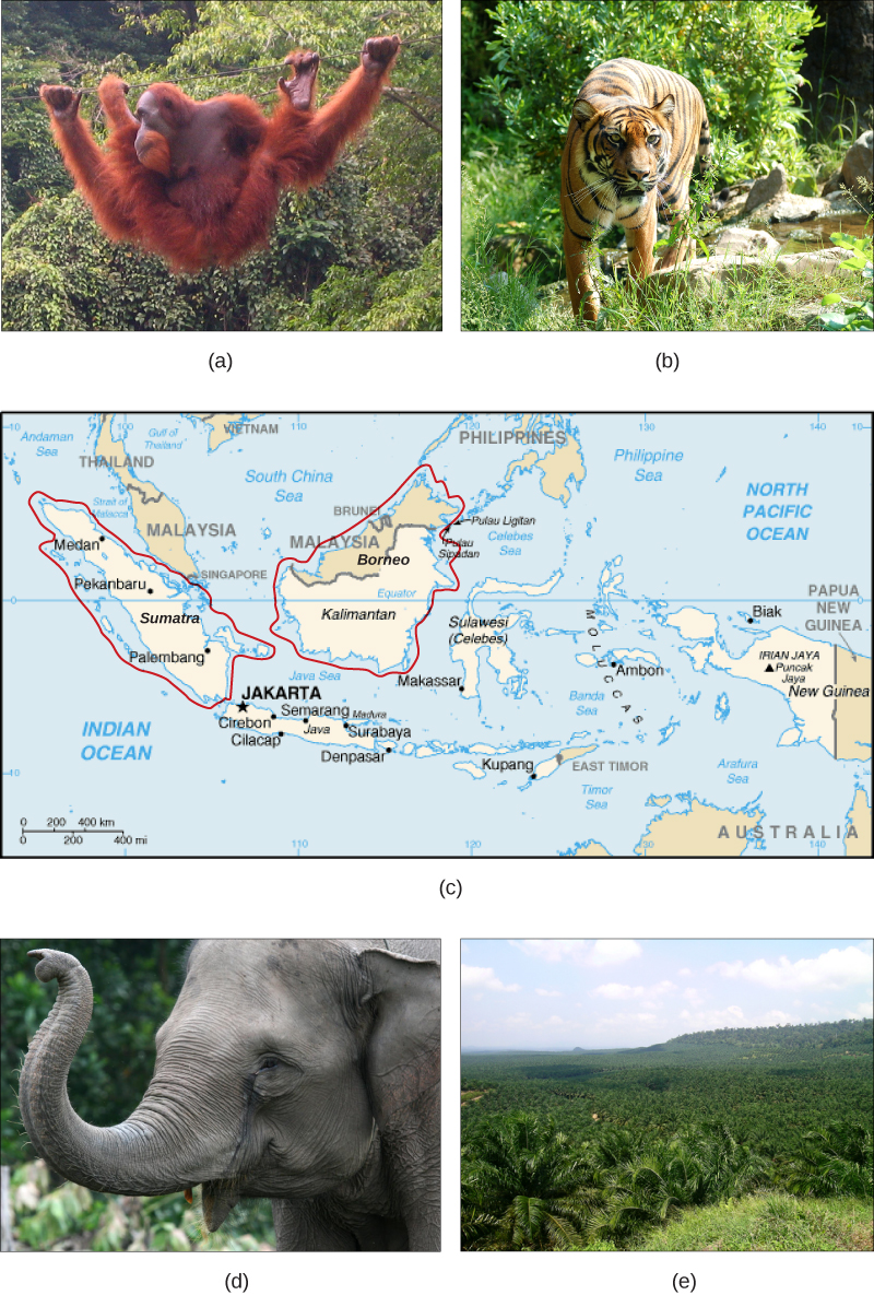 An orangutan hangs in a lush rainforest (a), a tiger (b), map of Borneo and Sumatra (c), a gray elephant (d), and palm trees (e). 