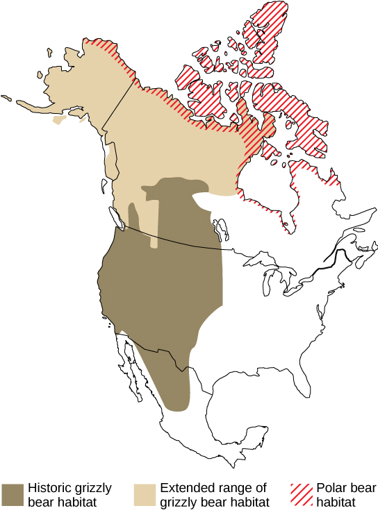 Map shows that grizzly bear range has expanded northward, and it now overlaps with that of polar bears.