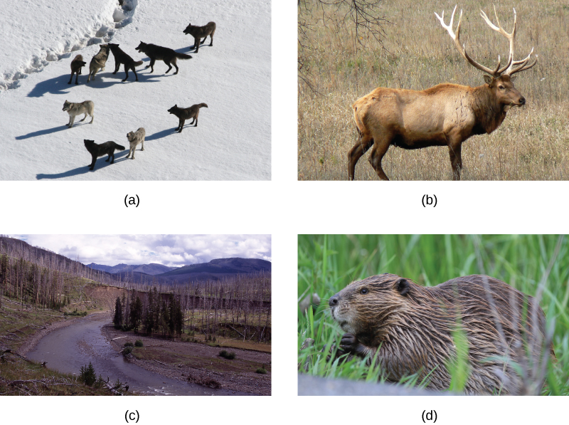 A pack of wolves walking on snow (a); a river runs through a meadow with a few groups of living and dead trees (b); elk (c); and a beaver (d).