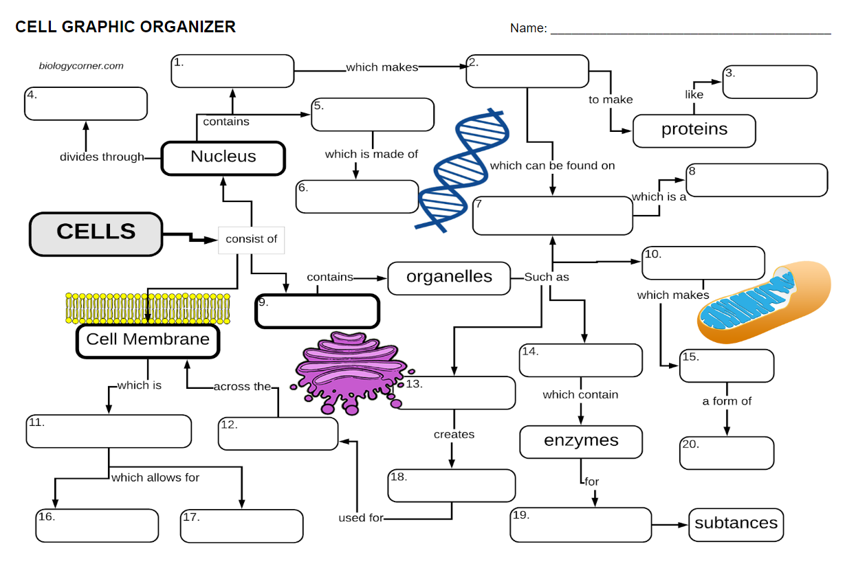 cell graphic organizer.png