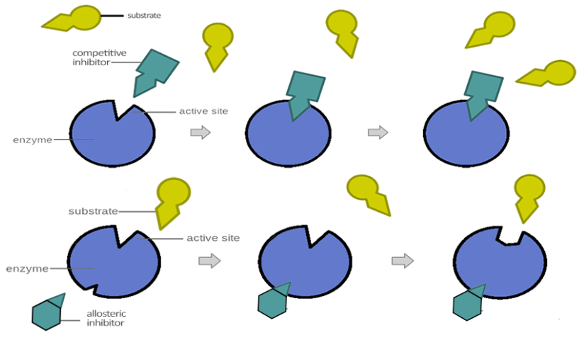 enzyme graphic 4.png