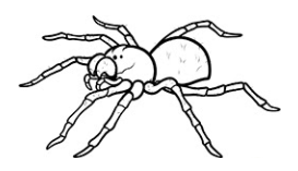 spider.png