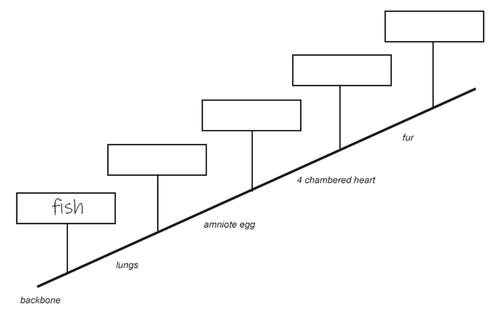 cladogram 3.png