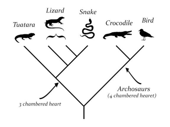 cladogram 1.png