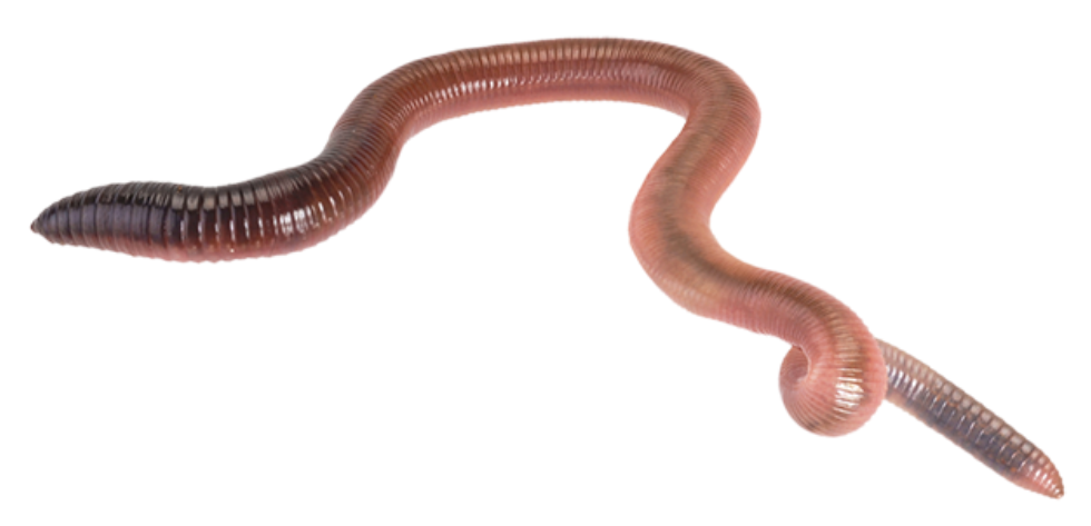 earthworm 1.png