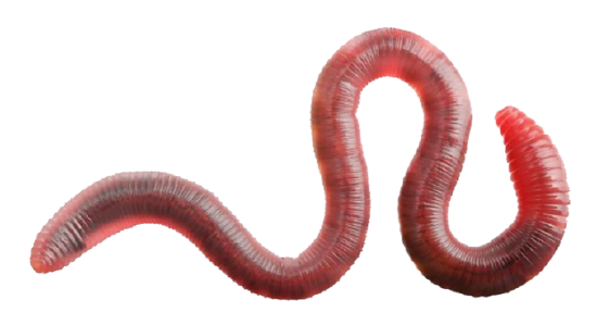 earthworm 2.png