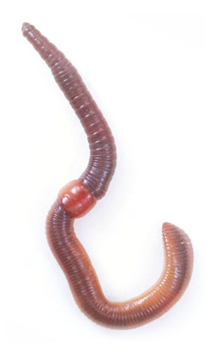 earthworm 3.png
