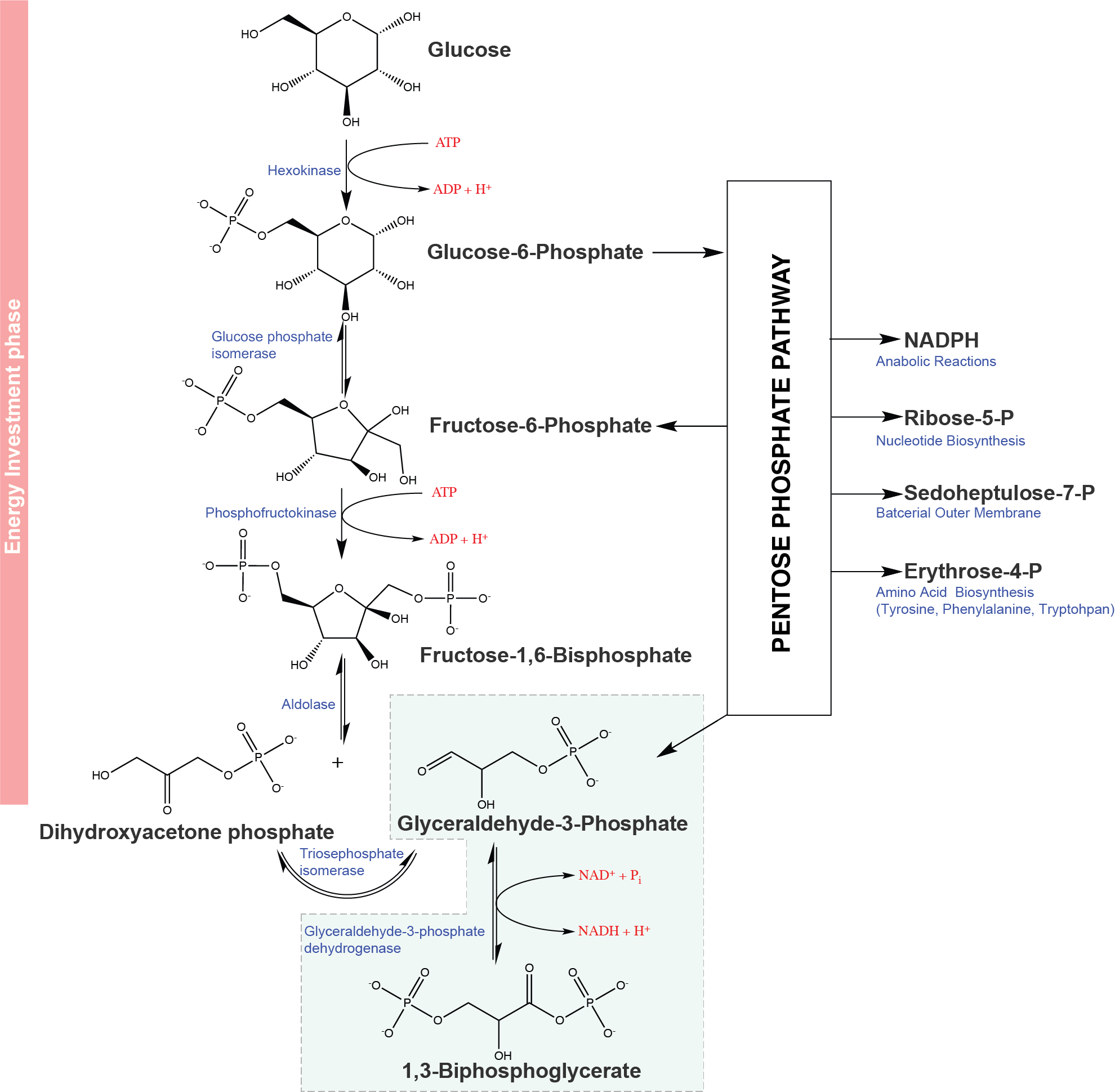 glycolysis_and_pentose_phosphate.png