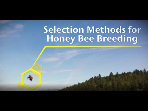 Thumbnail for the embedded element "Selection Methods for Honey Bee Breeding"