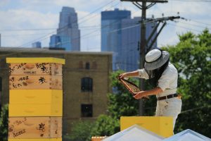Kristy Lyn Allen inspecciona un marco de abeja en una red de sombrero y cara de apicultor contra un telón de fondo de ciudad