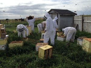 Apicultores en trajes completos de abeja trabajan afuera en un campo