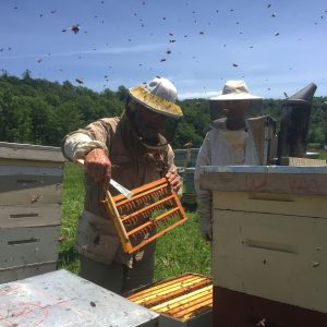 Kirk Webster sostiene marco de abeja con abejas volando sobre la cabeza